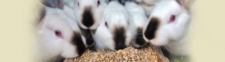 kaninchen futterautomat einstiegsbanner